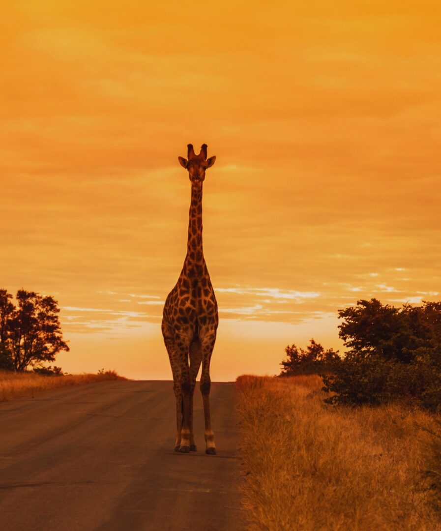 que ver ciudad del cabo sudafrica