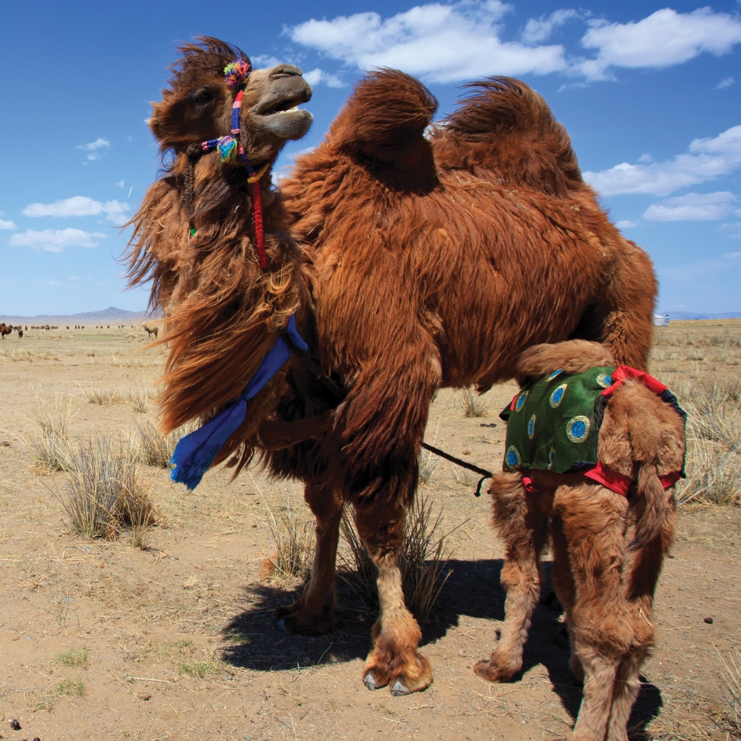 qué ver en mongolia
