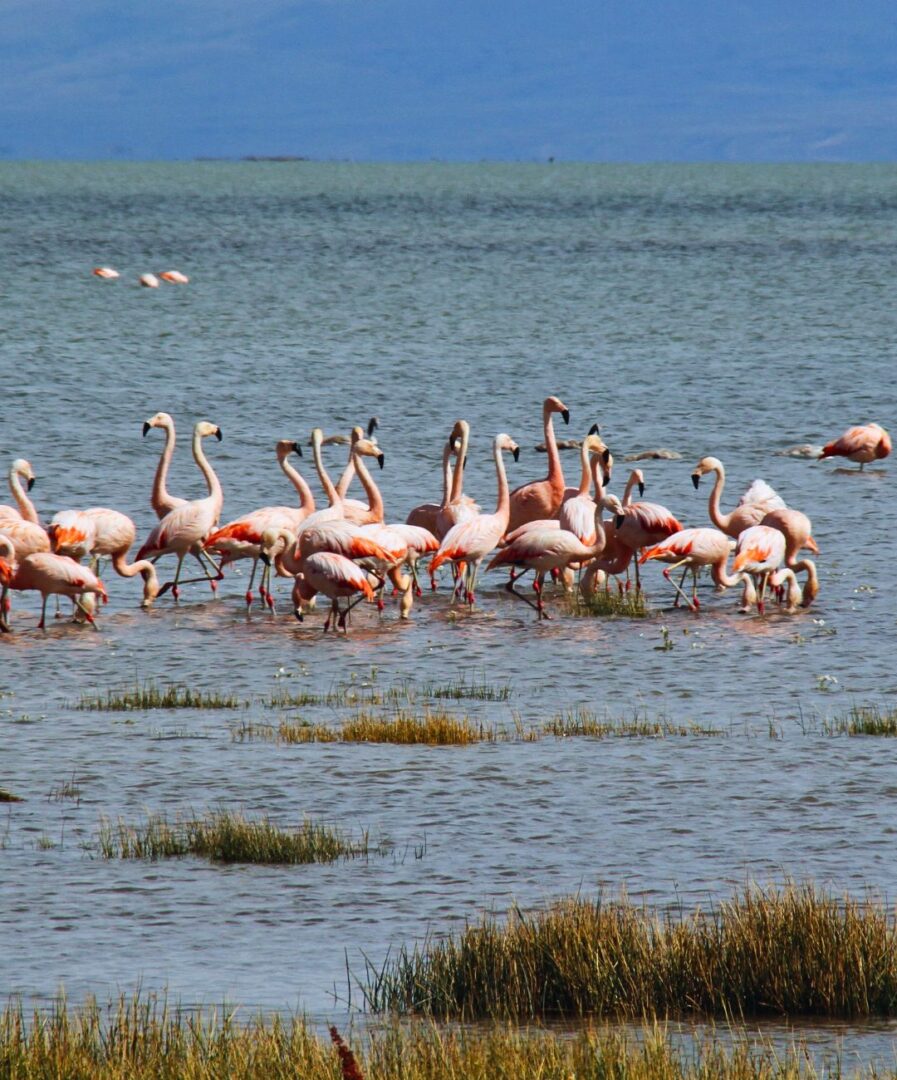 Que ver en El Calafate