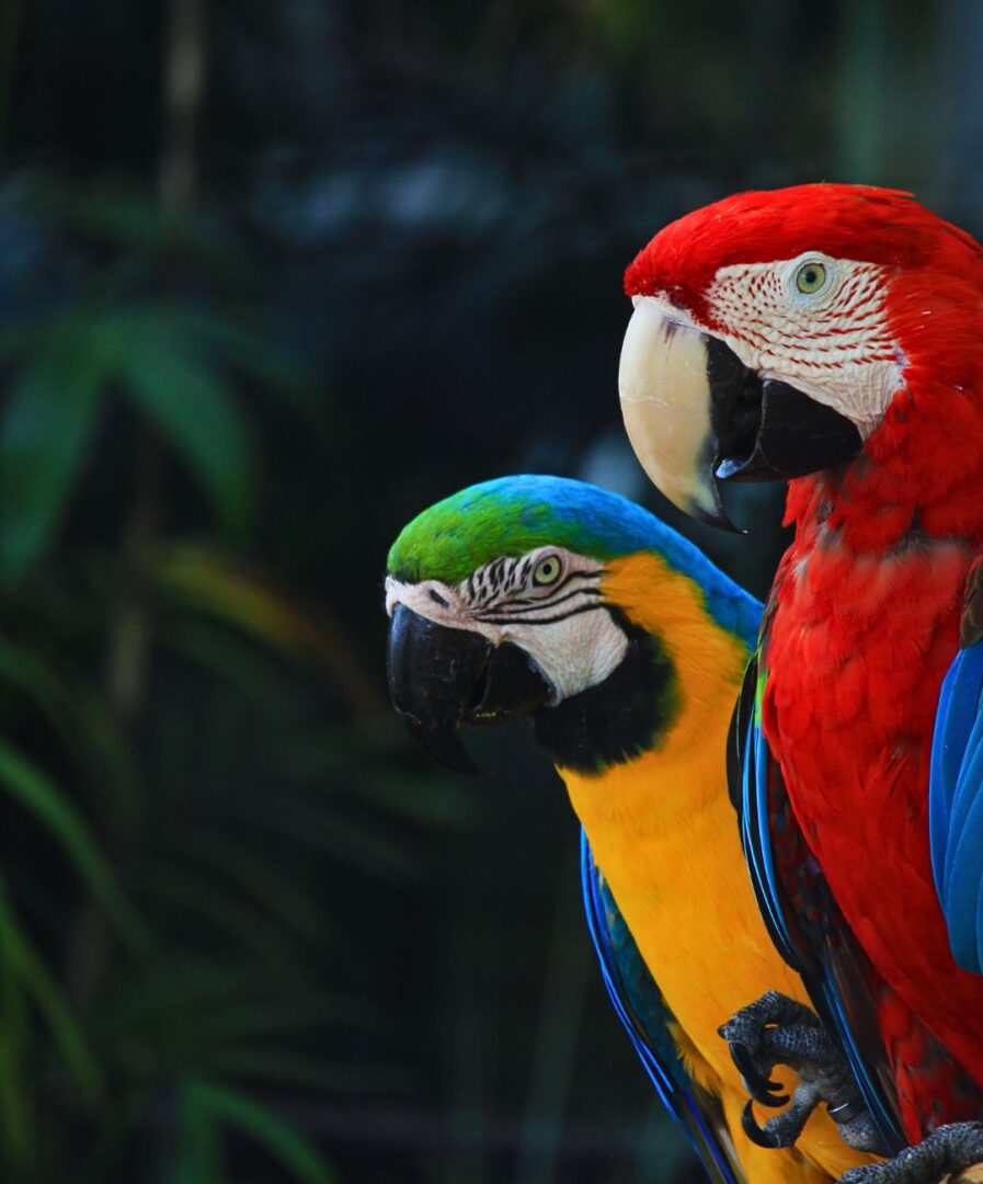 Que ver en Foz de Iguazú