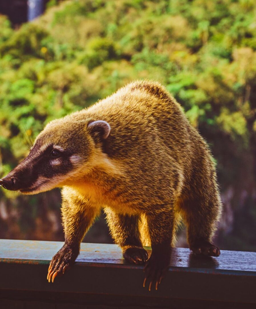 Que ver en Foz de Iguazú