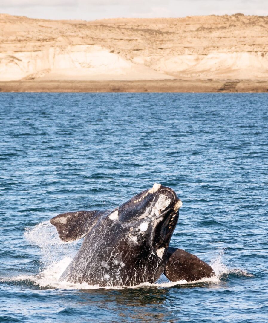 Puerto Madryn ballenas