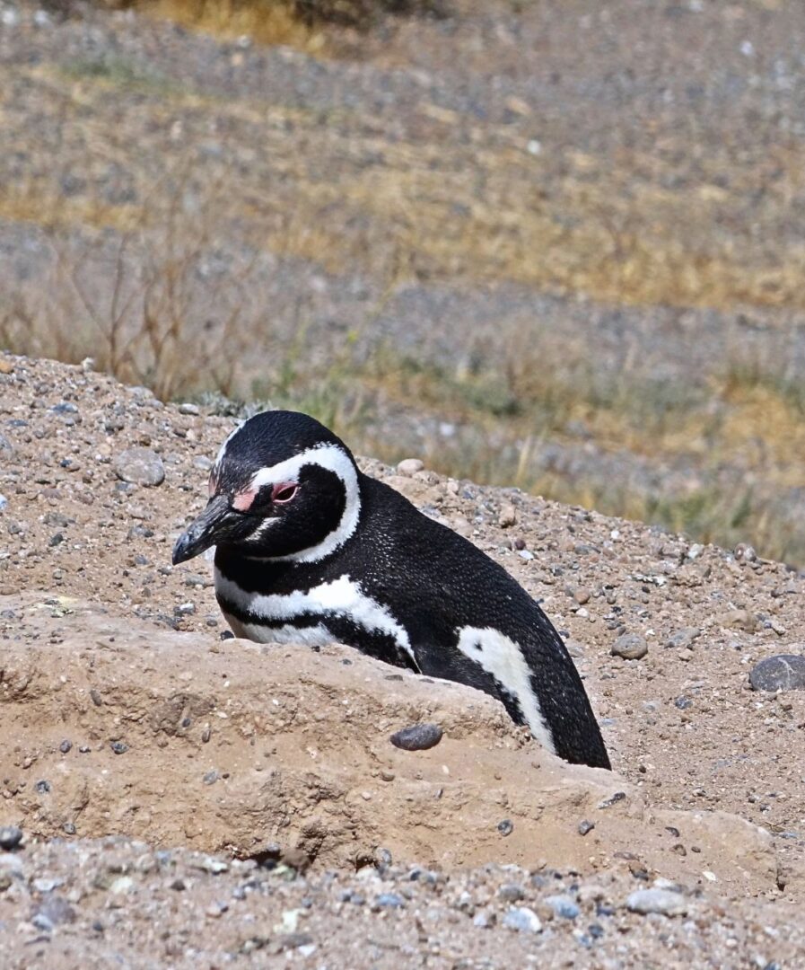 peninsula valdes puerto madryn