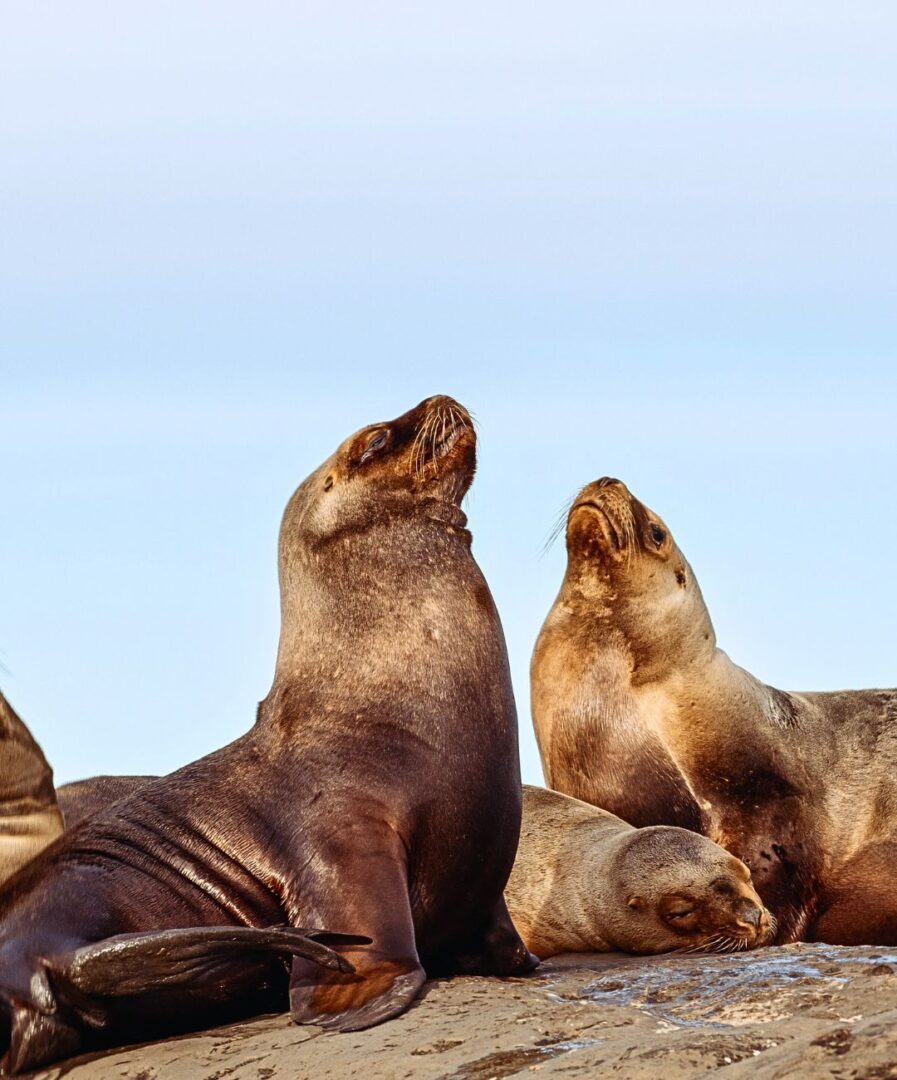 Que ver en Puerto Madryn y alrededores