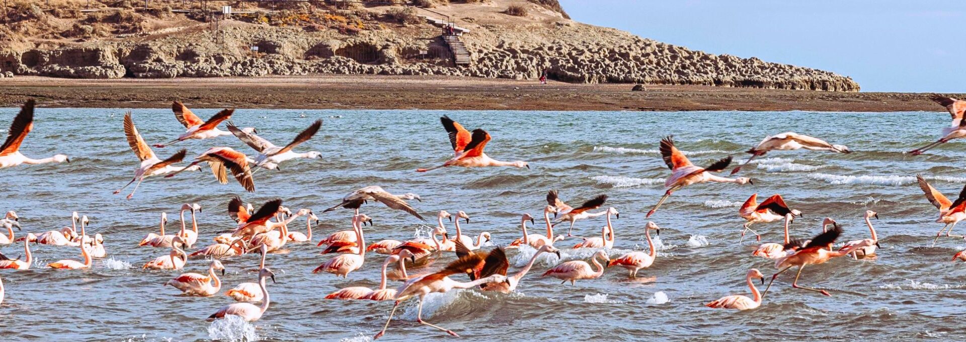 ver flamencos puerto madryn