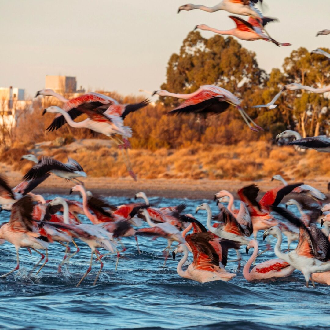 visitar puerto madryn