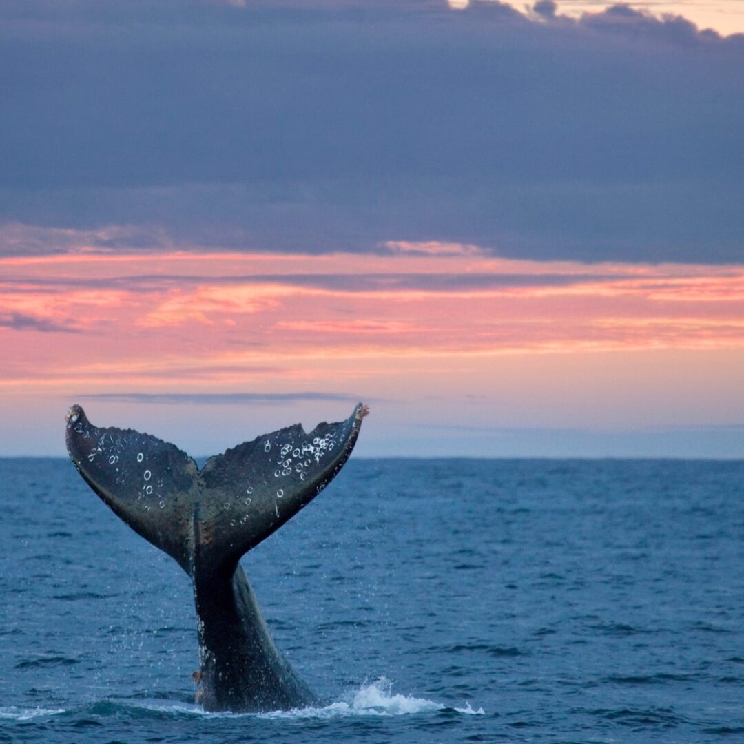 avistar ballenas puerto madryn