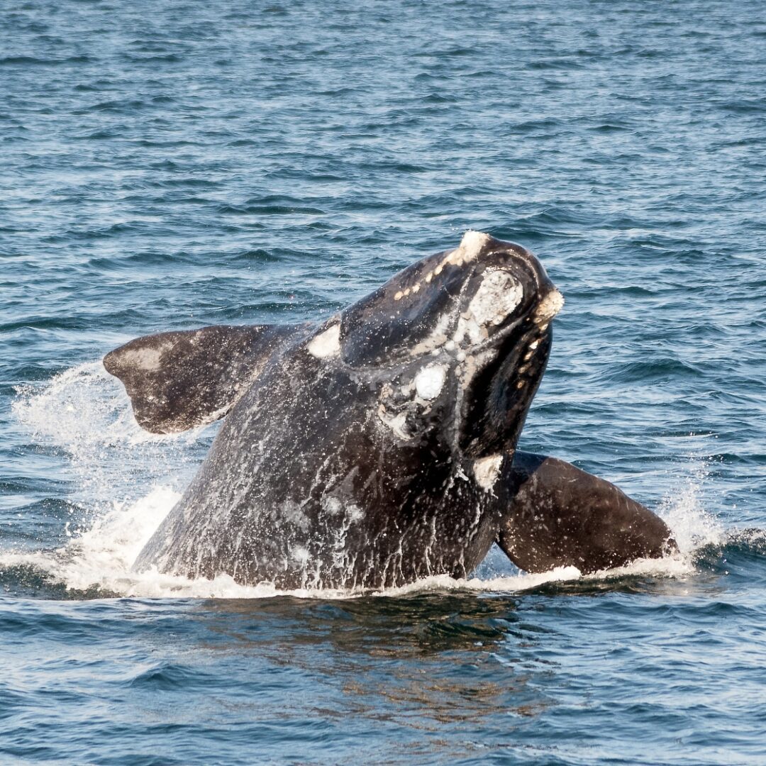 golfo nuevo ballenas