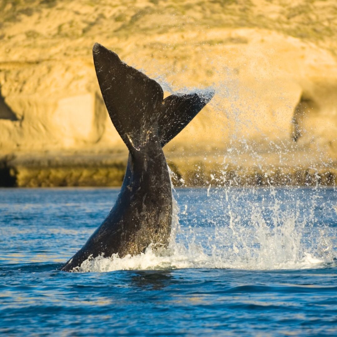 avistamiento ballenas puerto madryn