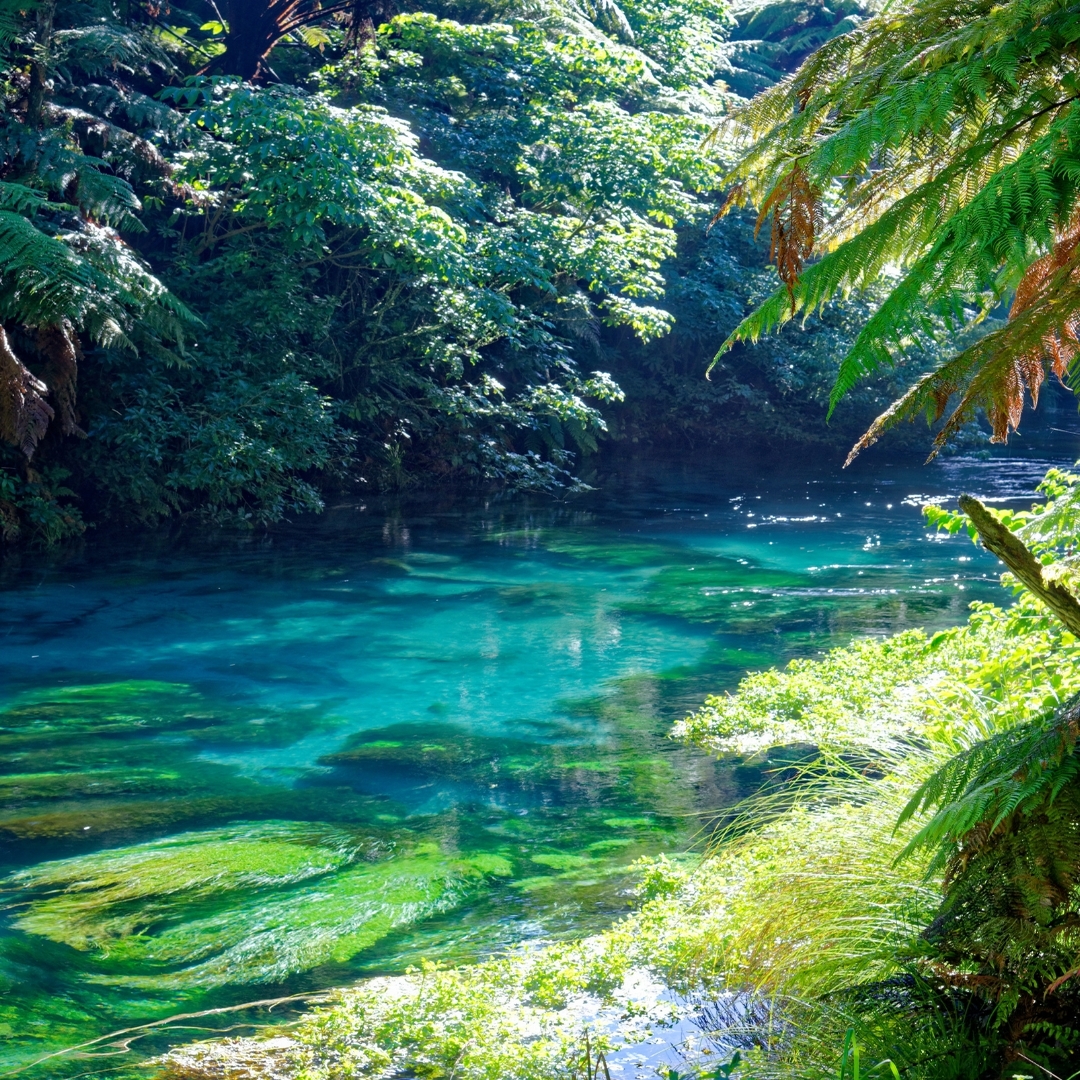 15 días Nueva Zelanda