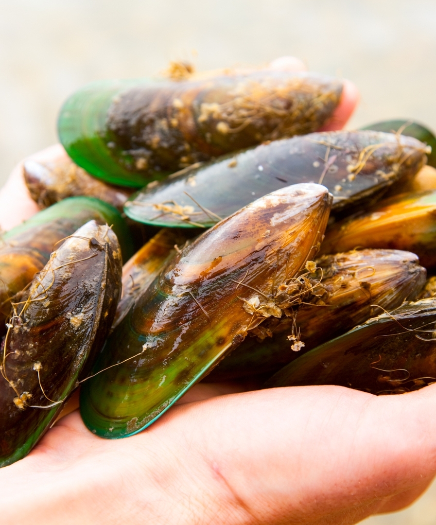 Comida típica Nueva Zelanda