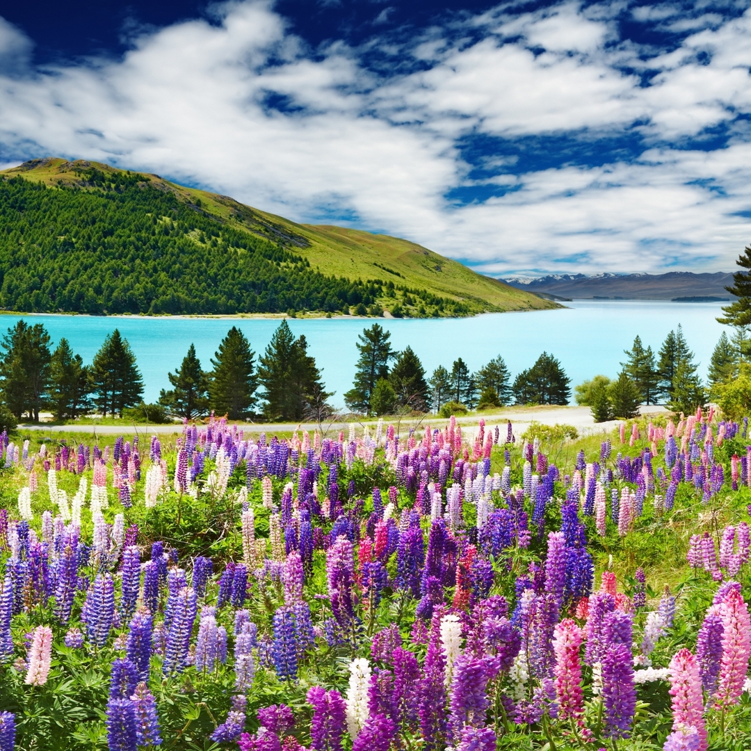 Recuerdos inolvidables Tekapo